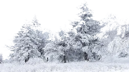 چاپ پوستر عکس PNG پی ان جی درخت های برفی و یخ زده کریستالی 
