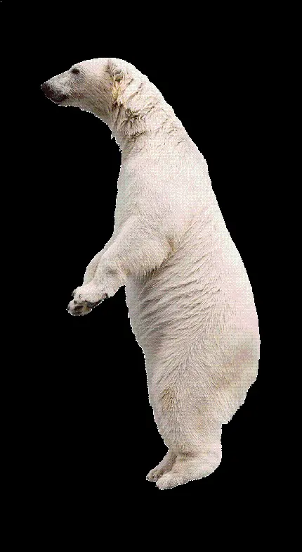 خوشگل ترین فایل دور بری شده خرس سفید بزرگ ایستاده روی پا