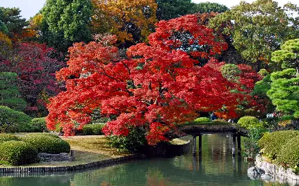 درخت قرمز در کنار رودخانه عبور کرده از باغ بونسای