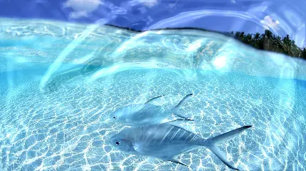 عکس منظره تماشایی زیر آب دریا و 2 ماهی بزرگ و براق
