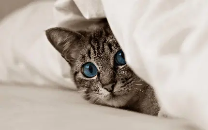 عکس گربه چشم آبی زیر پتو سفید برای پروفایل دخترانه