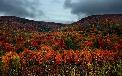 عکس پروفایل پاییزی از فصل خزان در طبیعت زیبا و فوق العاده