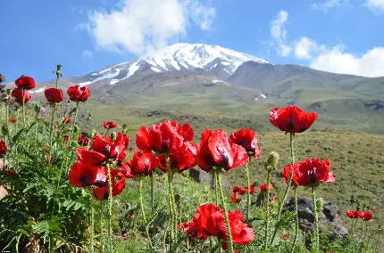 تصویری از یک دشت گل با نمای فوق العاده در ایران 1403