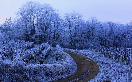 تصویر پس زمینه با حس سرما از طبیعت زمستانی و برفی