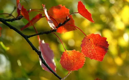 عکس زمینه پاییزی از برگ های خشک و نارنجی در طبیعت با بکگراند فلو