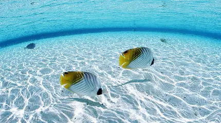 عکس 2 ماهی زیر آب روشن و پرنور دریا