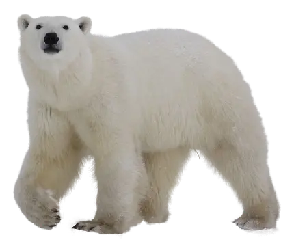 دانلود وکتور خرس قطبی واقعی با فرمت png
