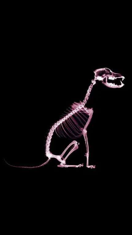 جدیدترین عکس رادیولوژی سگ با زمینه مشکی برای بک گراند گوشی