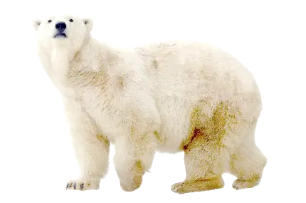 عکس بدون زمینه خرس قطبی با فرمت PNG