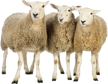 عکس سه راس گوسفند نژاد گوشتی برای قصابی ها