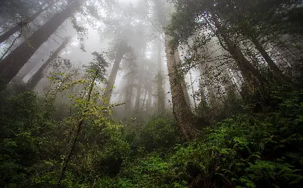 تصویر درخت های بلند سکویا در میان مه غلیظ جنگل 