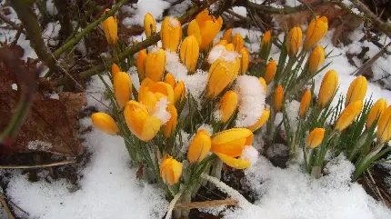 تصویر پس زمینه گل های زرد گیر افتاده میان برف و یخ برای زمینه لپ تاپ