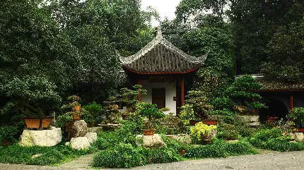 درختچه های بونسای در محوطه جلوی خانه چینی