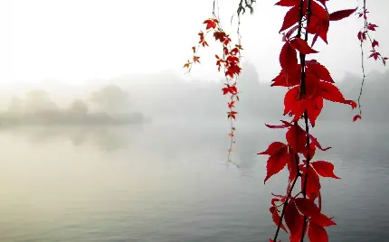 تصویر زمینه شاخه های آویزان درخت افرا و دریاچه مه آلود