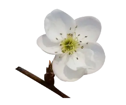 عکس دوربری شده شکوفه سفید رنگ درخت گلابی با کیفیت خوب