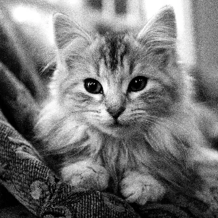 عکس گربه سیاه و سفید و پشمالو درحال استراحت 