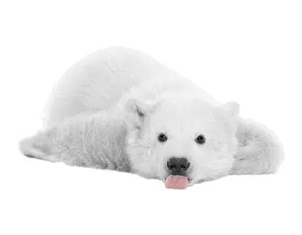 خاص ترین تصویر دور بری شده خرس سفید تنبل در حال استراحت