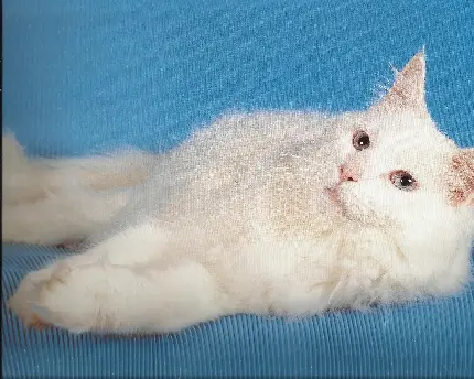 دانلود عکس پروفایل تلگرام گربه سفید خوابیده روی زمین آبی