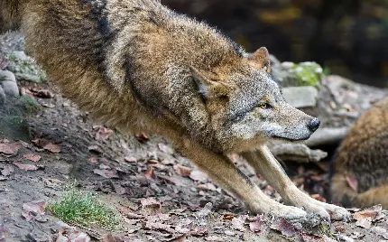 تصویر استوک باشکوه از گرگ درنده برای لپتاپ علاقمندان به این حیوان