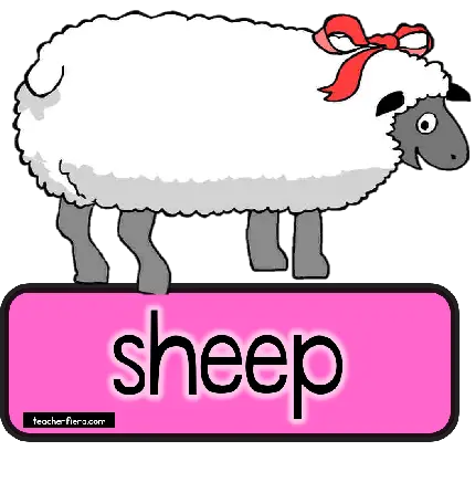 عکس گوسفند ترجمه شده به انگیسی sheep بدون پس زمینه