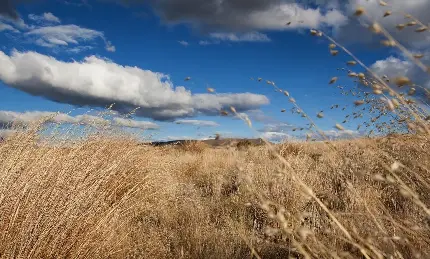 عکس چمن برای فتوشاپ