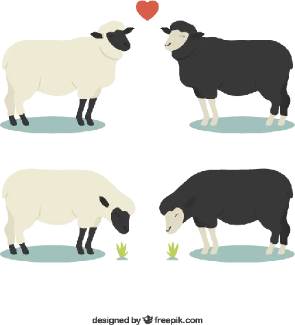 عکس دور بری شده جالب و دیدنی گوسفندهای کارتونی عاشق