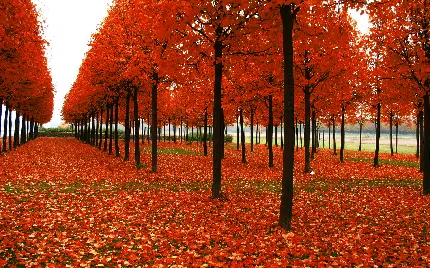 تصویر پروفایل منظره پاییزی و پوشیده از برگ های خشک نارنجی