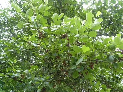 عکس سبز پاستیلی ساده