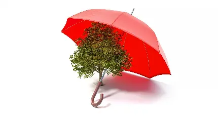 عکس چتر قرمز روی تک درخت سرسبز و شاداب با پس زمینه سفید