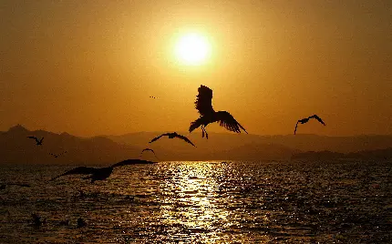 زیباترین عکس زمینه از پرندگان درحال پرواز هنگام غروب آفتاب در طبیعت 