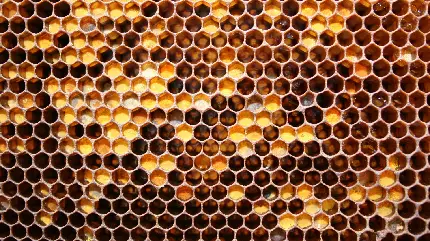 عکس جذاب و خفن با طرح کندوی عسل برای استفاده در تبلیغات 