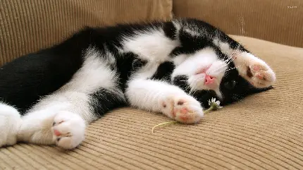 عکس زمینه از گربه دورنگ سیاه و سفید درحال بازیگوشی 