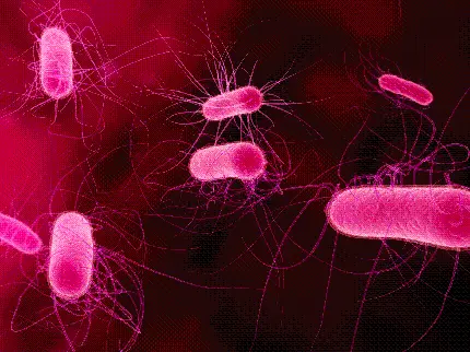 عکس پس زمینه با کیفیت مربوط به میکروبیولوژی از باکتری سالمونلا