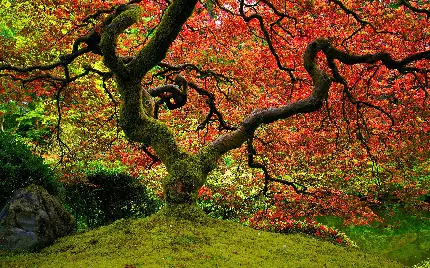 عکس از طبیعت زیبا و فوق العاده برای پروفایل پاییزی