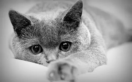 عکس سیاه و سفید از گربه نژاد بریتانیایی مو کوتاه 