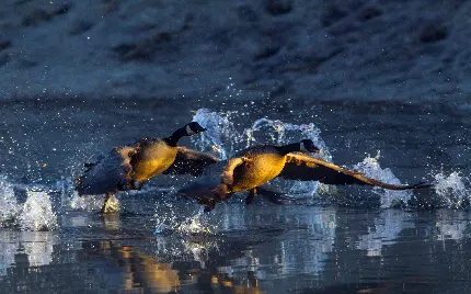 والپیپر جدید ویندوز پرندگان کلاغ مشکی در حال شنا کردن در رودخانه 
