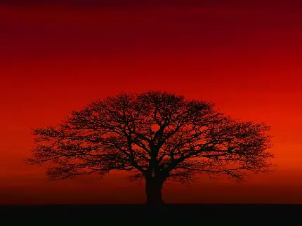 دانلود عکس قرمز مشکی درخت تنها با شاخه های پر انشعاب