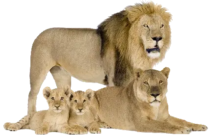 تصویر جالب و دیدنی خانواده شیر سلطان جنگل PNG با کیفیت بالا