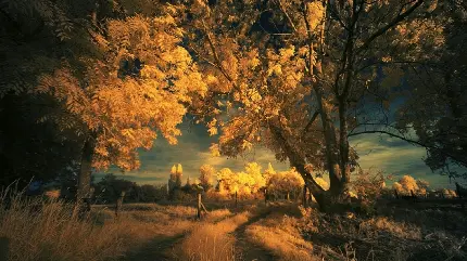 عکس منظره پاییزی درختان زرد و علف های خشک شده