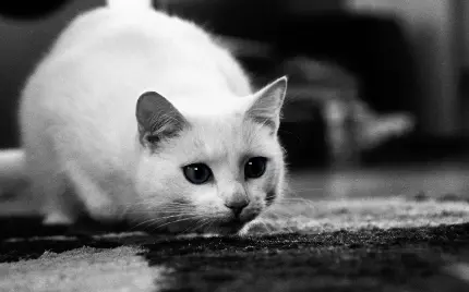 دانلود عکس گربه سفید آماده حمله با چشمان درشت و گیرا