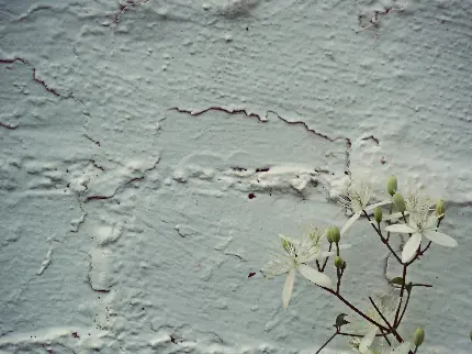 عکس دیوار گچی رطوبتی و نم دار و گل سفید خوشبو