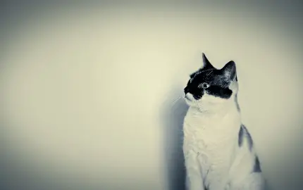 تصویر از گربه سیاه و سفید برای چاپ تابلو دکوراتیو 