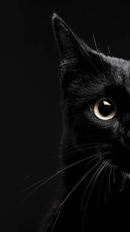 والپیپر با طرح گربه سیاه برای بکگراند گوشی در تم تیره