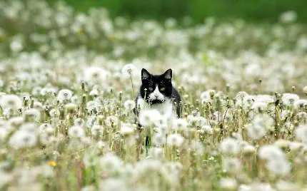 بکگراند قشنگ از گربه سیاه و سفید میان دشت پر گل