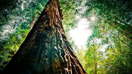 عکس دیدنی و زیبا از درخت بلند سکویا با بالاترین کیفیت