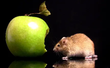 بکگراند HD با ادیت عالی از موش کوچک خانگی و سیب سبز