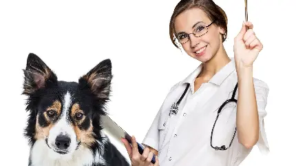 عکس خانم دکتر دامپزشک در کنار سگ با کیفیت فوق العاده
