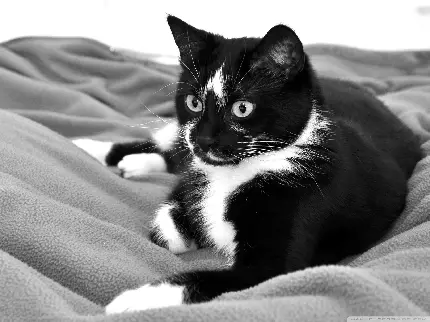 تصویر فوق العاده از گربه دورنگ سیاه و سفید با کیفیت عالی