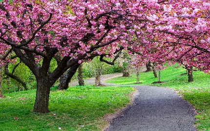 عکس از زیبایی های شکوفه های صورتی و منظره بهاری فوق العاده در طبیعت 