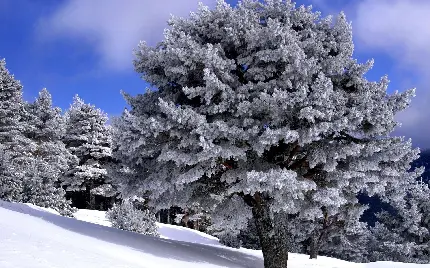 عکس پروفایل از منظره برفی در طبیعت بی نظیر